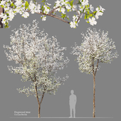 Dogwood tree 02 (flowering)