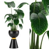 Indoor Plants in Ferm Living Bau Pot Large - Set024