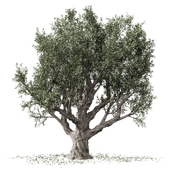 Tree Olive 01