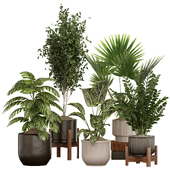 Indoor Plant Set 16