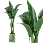 Indoor Plants in Ferm Living Bau Pot Large - Set029