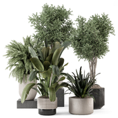 Indoor Plants  in rusty Concrete Pot - Set 1532