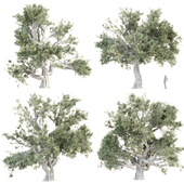 juniper trees collection vol 213