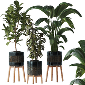 Indoor plant Set 07 - Ficus Strelitzia lyrata
