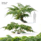 tree fern 05