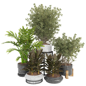 Indoor Plant Collection 10
