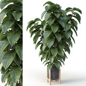 Ficus 01