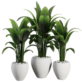 Indoor Plant SetV29 - Paradise