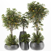 Plant Set 48