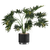 Indoor Plants in Ferm Living Bau Pot Large - Set030