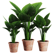Indoor Plant SetV28 - Colocasia