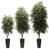Ficus Benjamin Nitida v3. 3 models