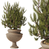Decorative Pine In Classic Vase