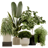 Indoor Plant Set 21