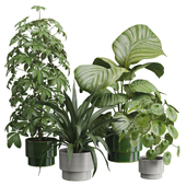 Indoor Plants Pack 50