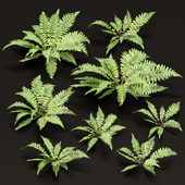 Low Poly Fern Plants Collection vol 217