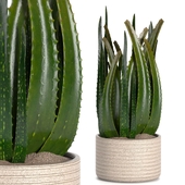 Indoor Plants in Ferm Living Bau Pot Large - Set035