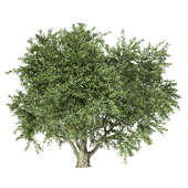 Olive Tree No.29