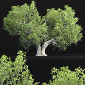 Natural Tree for landscape vol 219