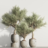 olive Tree and Indoor Plant Set 95(vray)