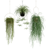 Plant In Hanging Pots  set 11