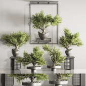 Bonsai And Indoor Plant Set 114