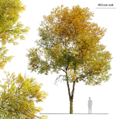 autumn willow oak