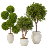 Indoor Plant -Dianthus Green Ball- Set.52