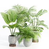 Indoor Plants Collection vol 221
