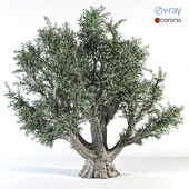 Olive tree 044
