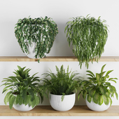 Plants on Shelf SetV3