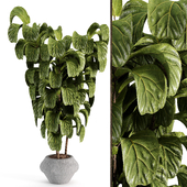 Indoor Ficus Lyrata Fiddle Leaf Fig Plant in Pot