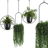 Hanging Indoor Plant - SetV1