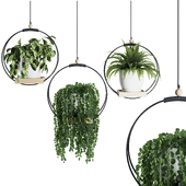 Hanging Indoor Plant - SetV2