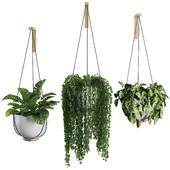Hanging Indoor Plant - SetV3