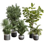 indoor plant set 403 palm bamboo ficus lyrata concrete vases