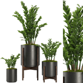 Indoor Plant SetV32 -Zamiifolia