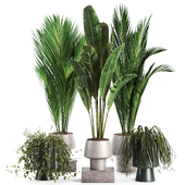 Indoor Plant set 35