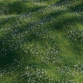 Трава с цветами ветреницы