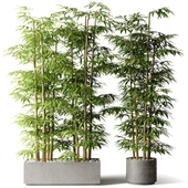 Bamboo in rectangular and round pots