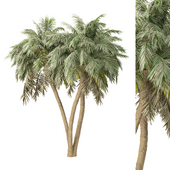 Palm Tree No.33