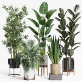 Indoor Plant Set 22