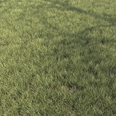 Полевая трава