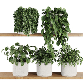 Plants on Shelf SetV4
