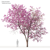 pink trumpet tree