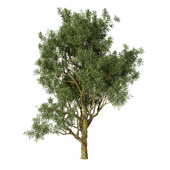 Philippine Acacia Tree No.34