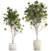 Beautiful little trees in white flower pots with Maple, Sycamore. Plant Collection 1353