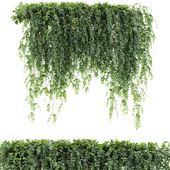 ivy plants 29