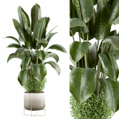 Indoor Plants in Fern Living Bau Pot Large - set 1