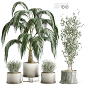 Indoor Plants in Fern Living Bau Pot Large - set 2